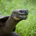 Tortoise on the Galapagos Islands