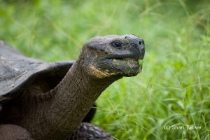 Read more about the article Galapagos Islands Photo Essay