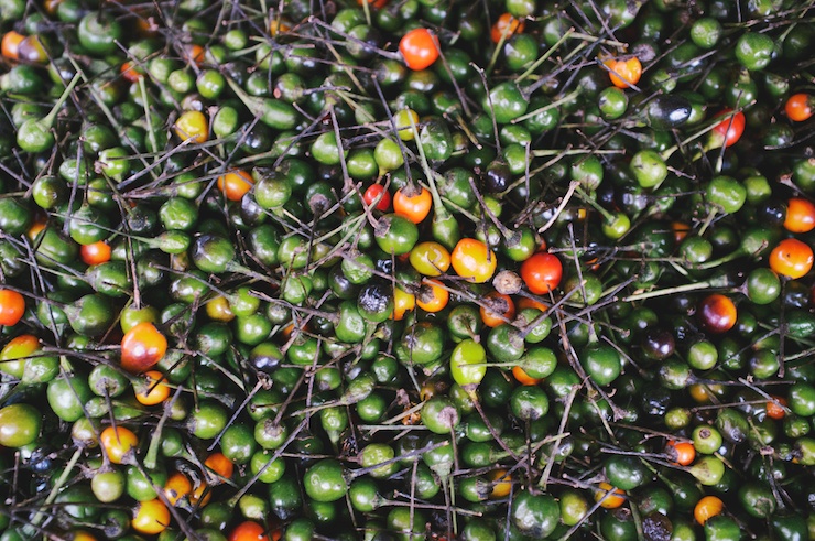 You are currently viewing Chiltepin: The Mother of Peppers