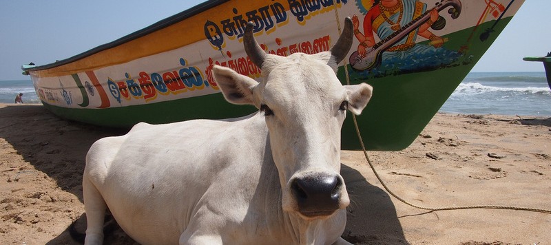 Cow sits in front of a boat on the sand