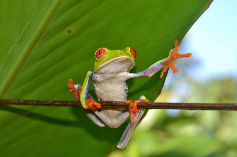 Red Eyed Tree Frog Costa Rica