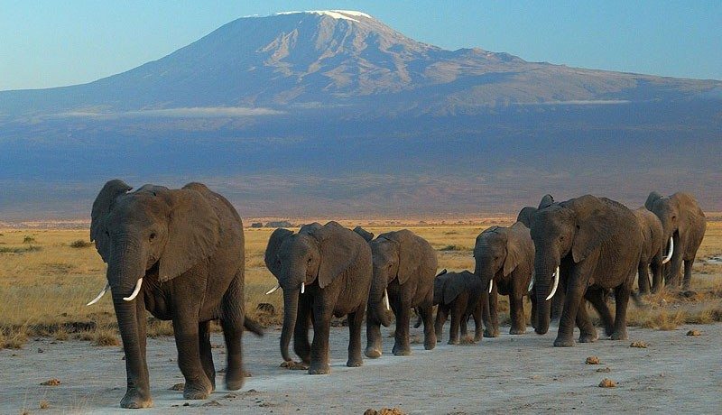 Elephants walking and a volcano at the background