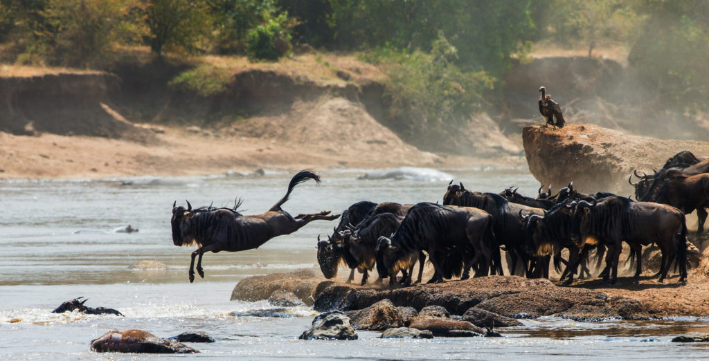 Wildebeest migrating in Kenya cross a river 