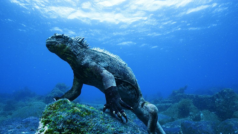 Iguana under water on the Galapagos Islands