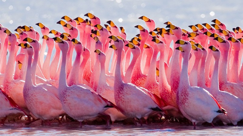 James Flamingos