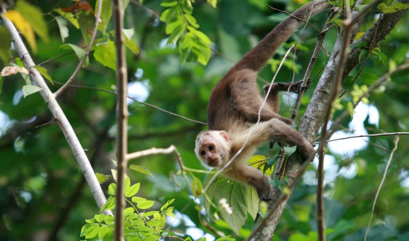 A monkey in Tayrona National Park