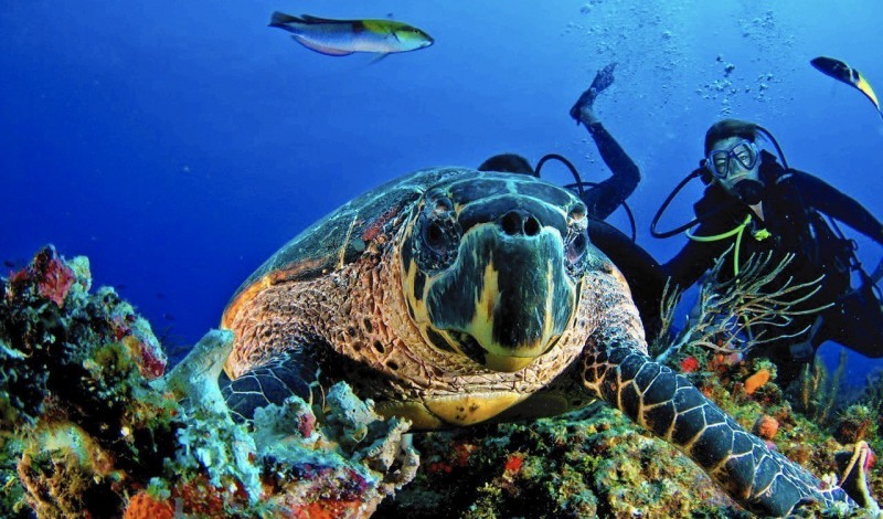 A turtle and a scuba diver photographed together. 