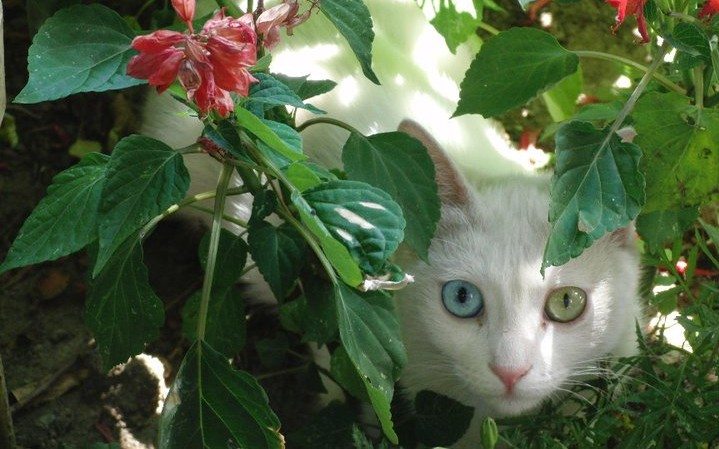 A white cat with one blue and one green eye