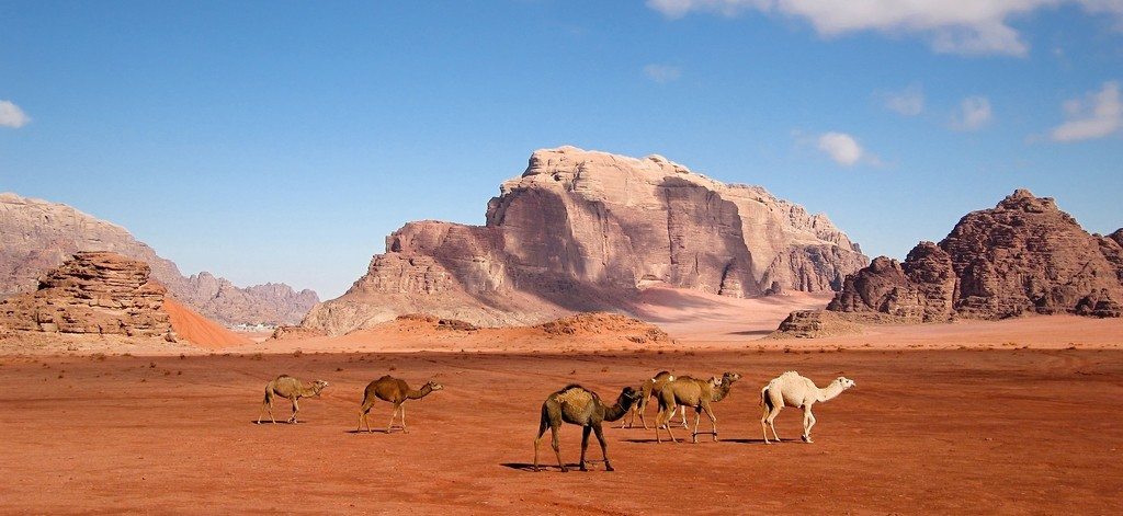Camels in Wadi Rum, Jordan.