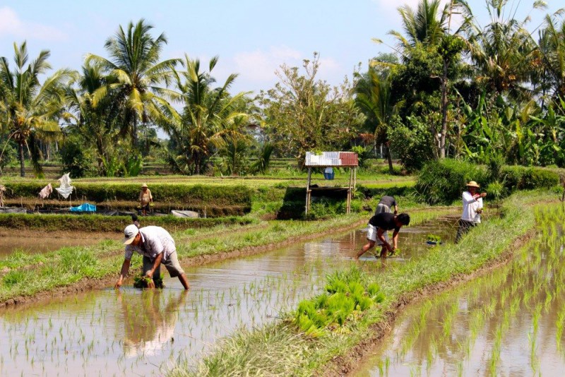 Read more about the article Biking through Bali ’s Countryside