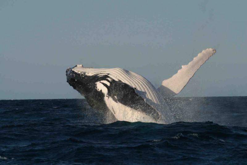 Humpback Whale