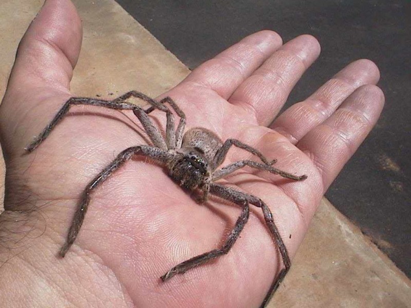 Huntsman Spider