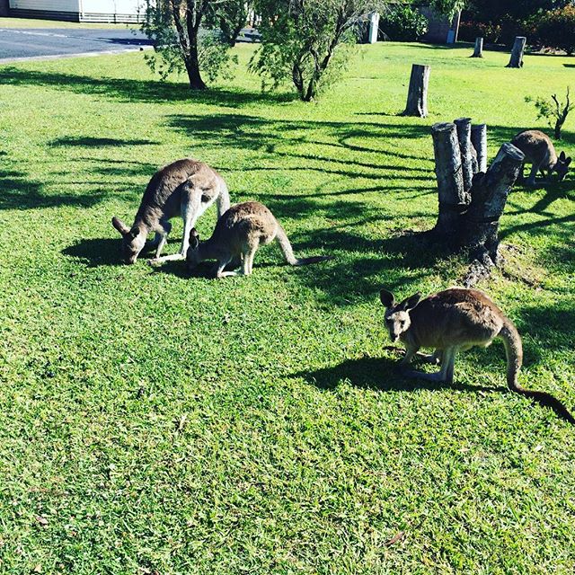 Read more about the article Australia: What a Wild Life