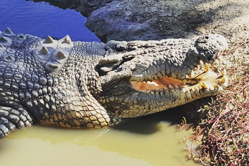 crocodile