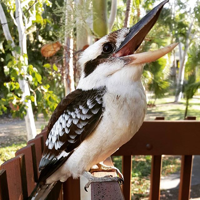 kookabura