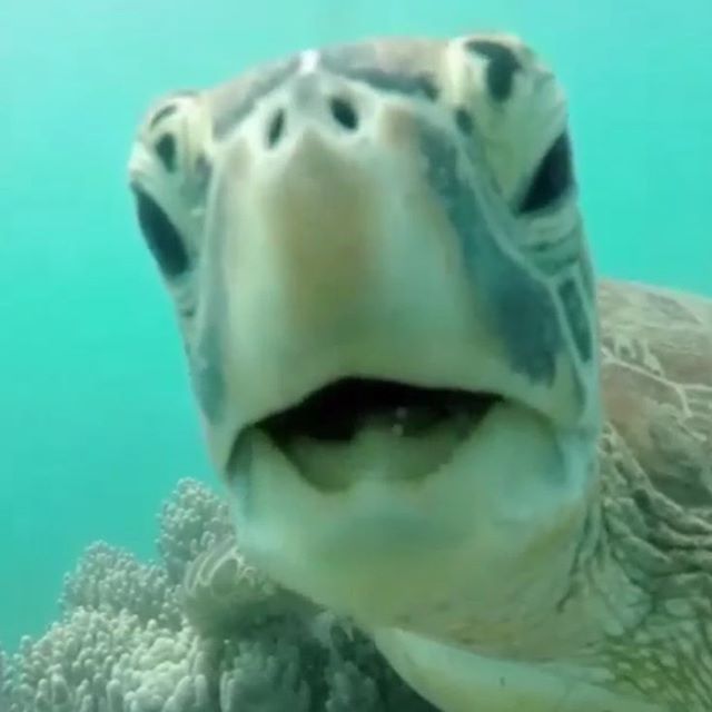 seaturtle