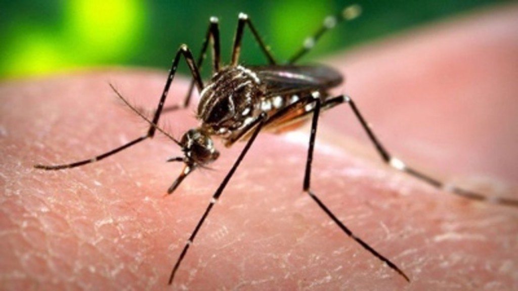 Mosquito-Zika-virus