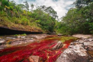 Read more about the article Discover Caño Cristales, One of the World’s Most Beautiful Rivers