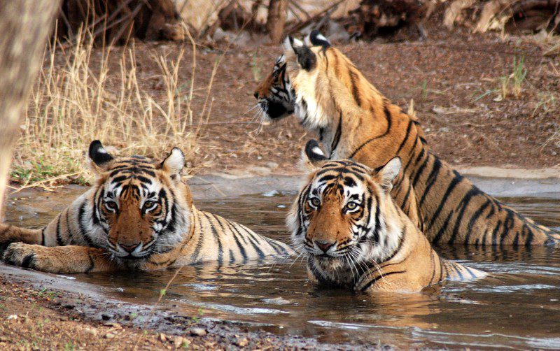 You are currently viewing Discover Ranthambore National Park, India