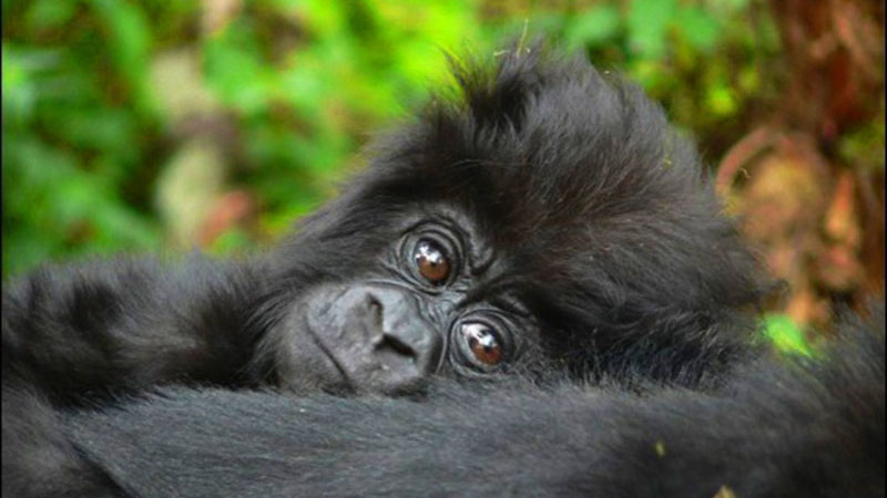 3 Critically Endangered Mountain Gorillas Born in Uganda