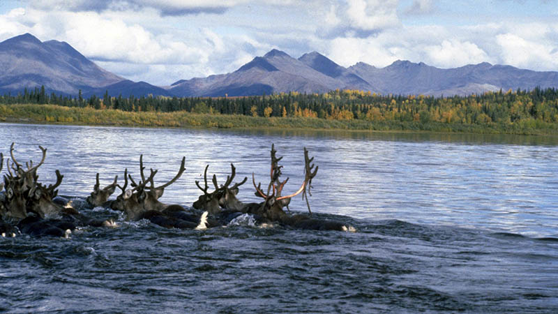 Kobuk River