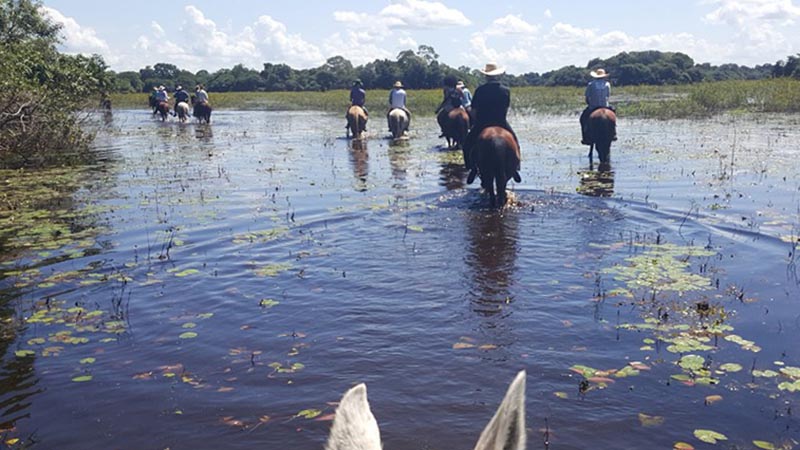 pantanal swimmers