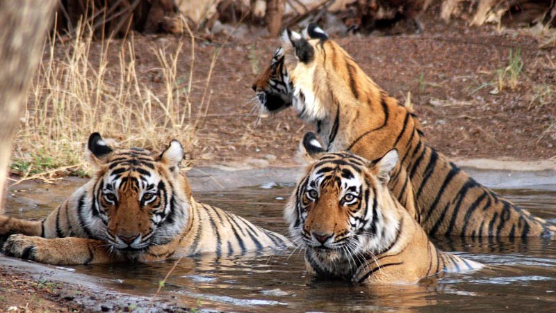 ranthambore2
