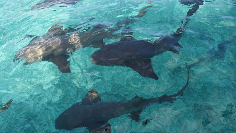 Diving with Sharks in Belize- Latin America 