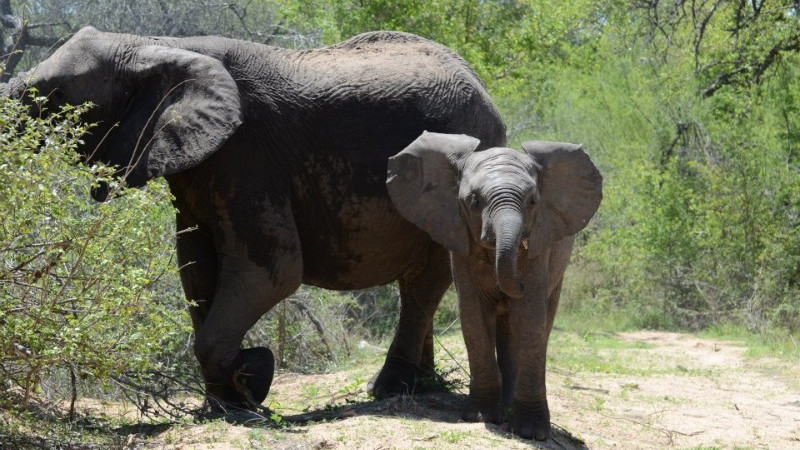 kruger national park, south africa