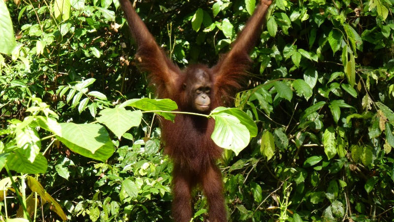 borneo orangutan