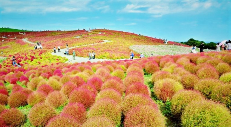 The amazing views over the Kochia Hill landscape - Japanese Mythology