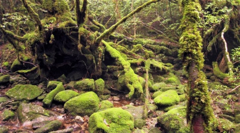 Japan's folklore destination Shiratani Unsuikyo Ravine is famously known to inspire Studio Ghibli Japan's folklore destination Shiratani Unsuikyo Ravine is famously known to inspire Studio Ghibli