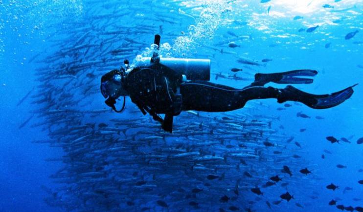 Scuba diver surrounded by a flurry of Barracuda fish in on of the best scuba diving spots