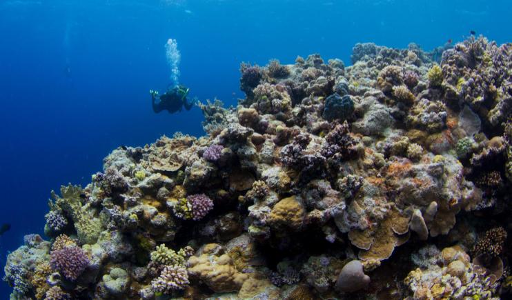 Read more about the article Under the Sea: The World’s Best Scuba Diving Spots