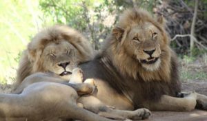 Read more about the article What You Should And Shouldn’t Do On An African Safari