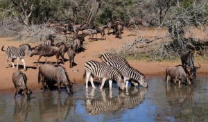 Read more about the article The Serengeti Migration: Everything You Need To Know!