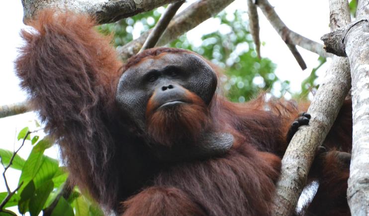 Orangutan Sanctuary in Borneo- Places to see in Indonesia