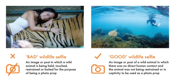 World Animal Protection 