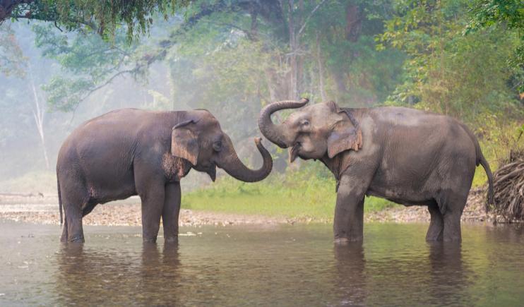 Educate yourself on animal cruelty-free tours in Thailand 