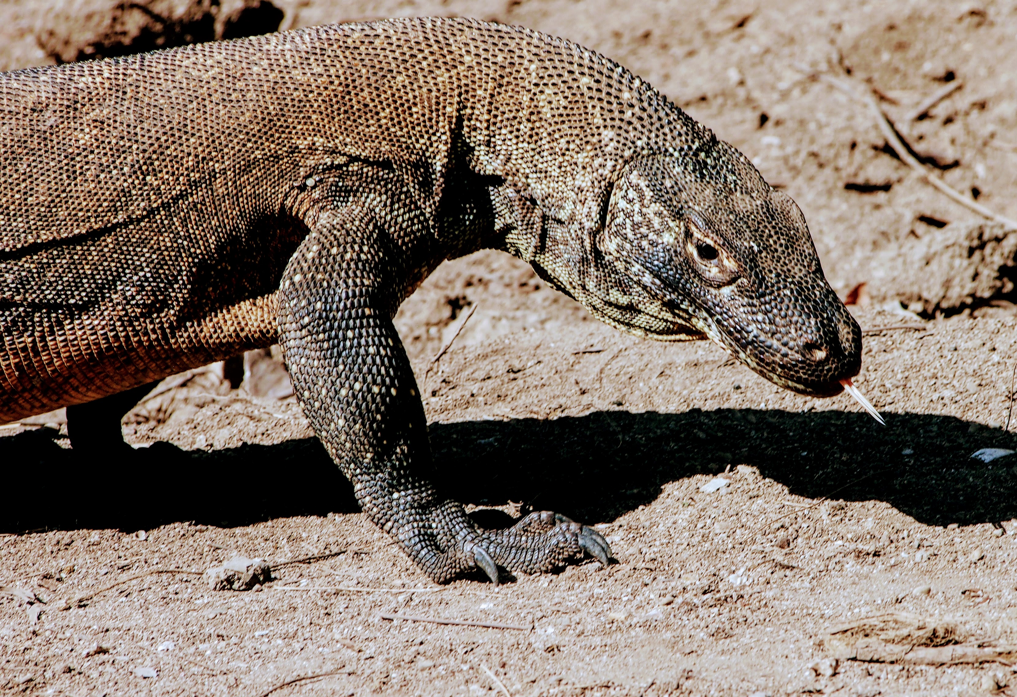 You are currently viewing Komodo National Park: All The Reasons You Need To Visit