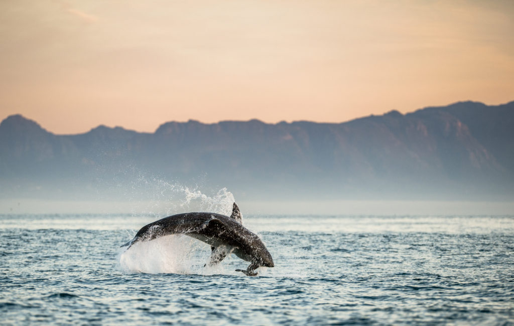 Great white shark leaps out of water in Cape Town, South Africa.