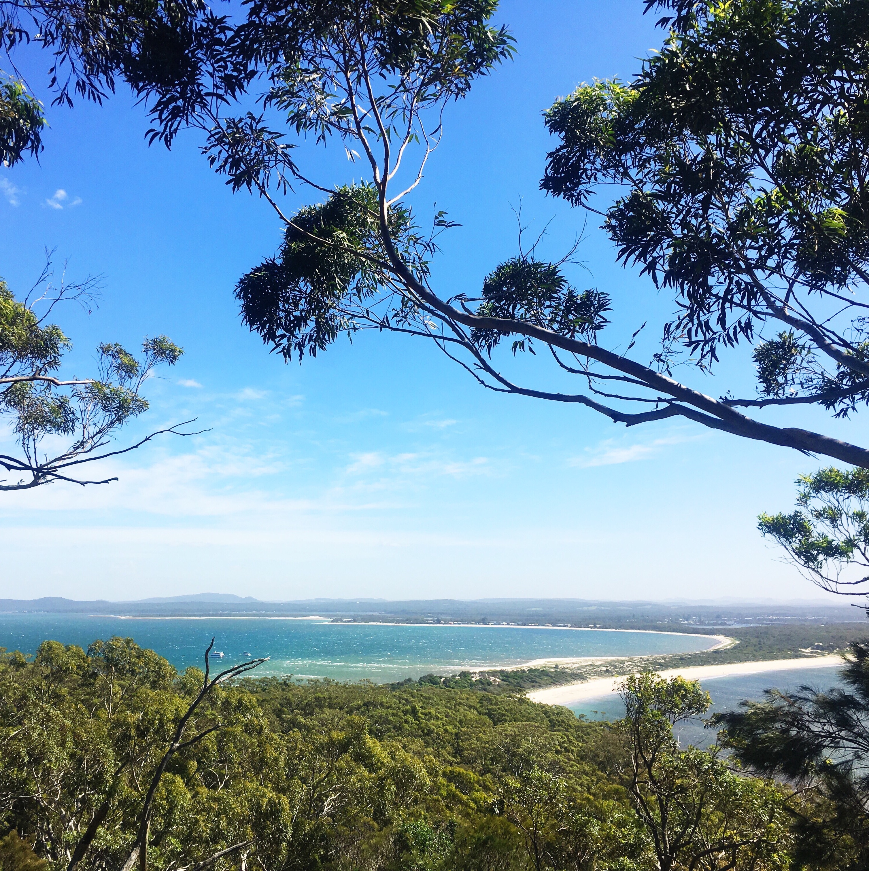 View of a white sand beach in Australia, gum trees in foreground