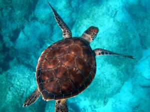 Read more about the article Straw Wars – Saying “NO” to Plastic Straws