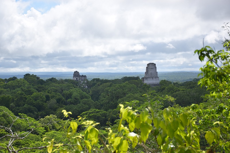 View of Tikal pyramids from above the trees.