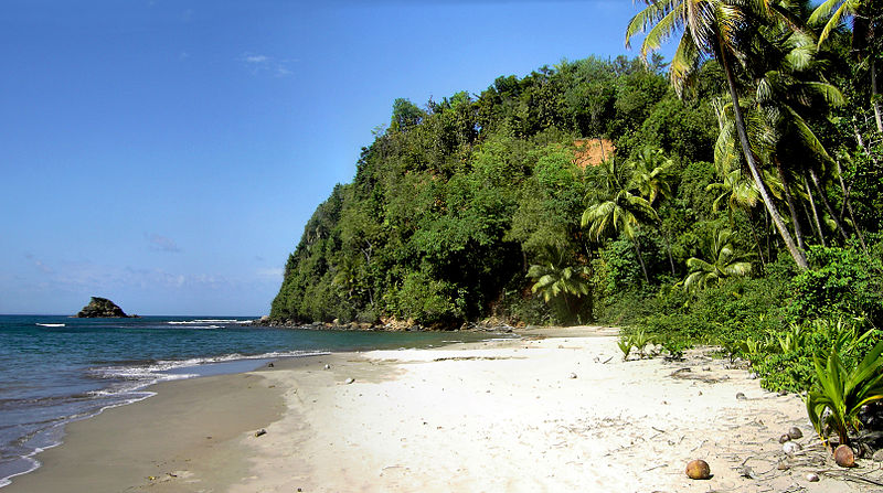 A white sand beach with jungle behind in Dominica a great green getaway