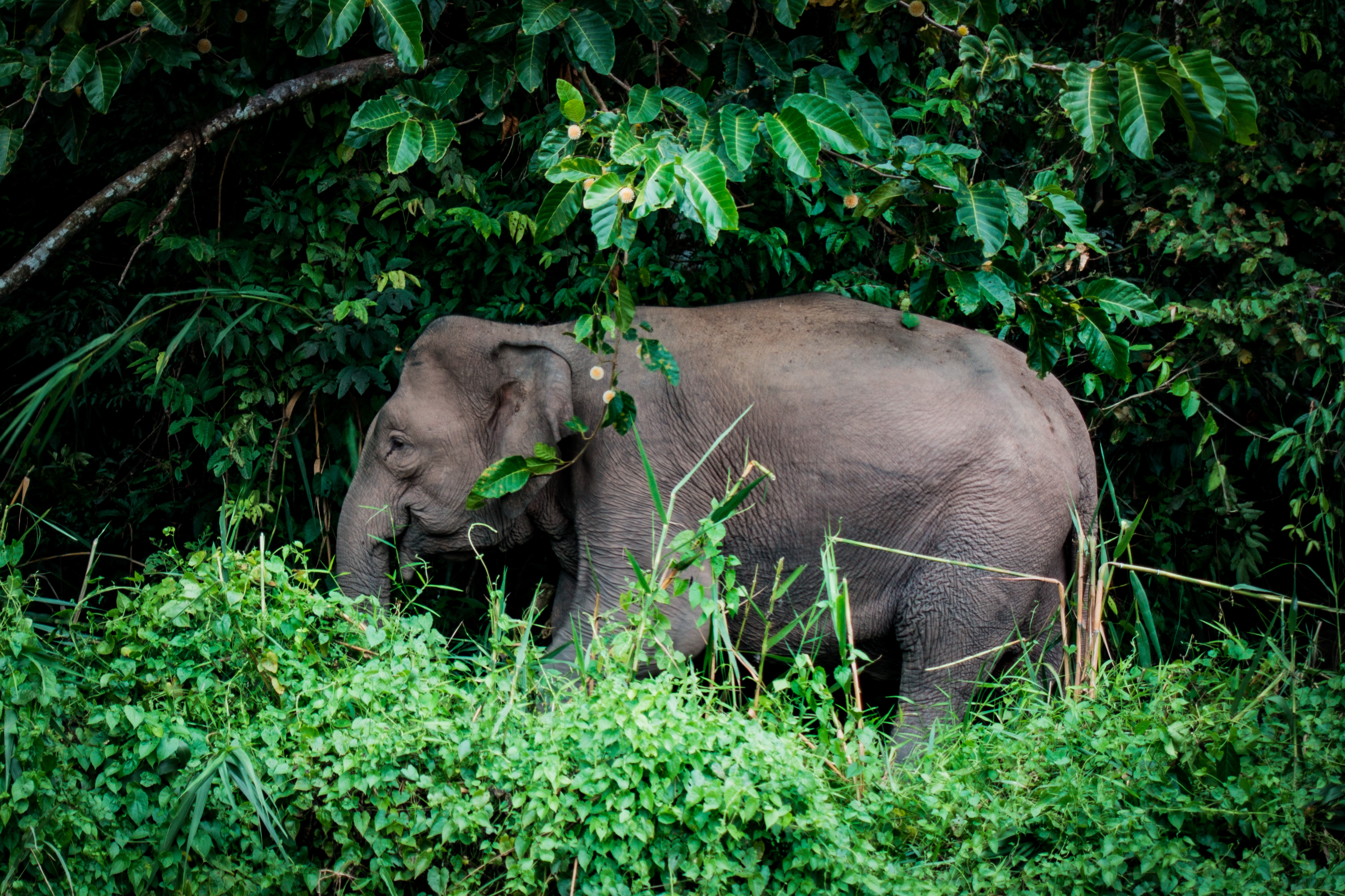 The profile of an elephant walking through thick vegetation