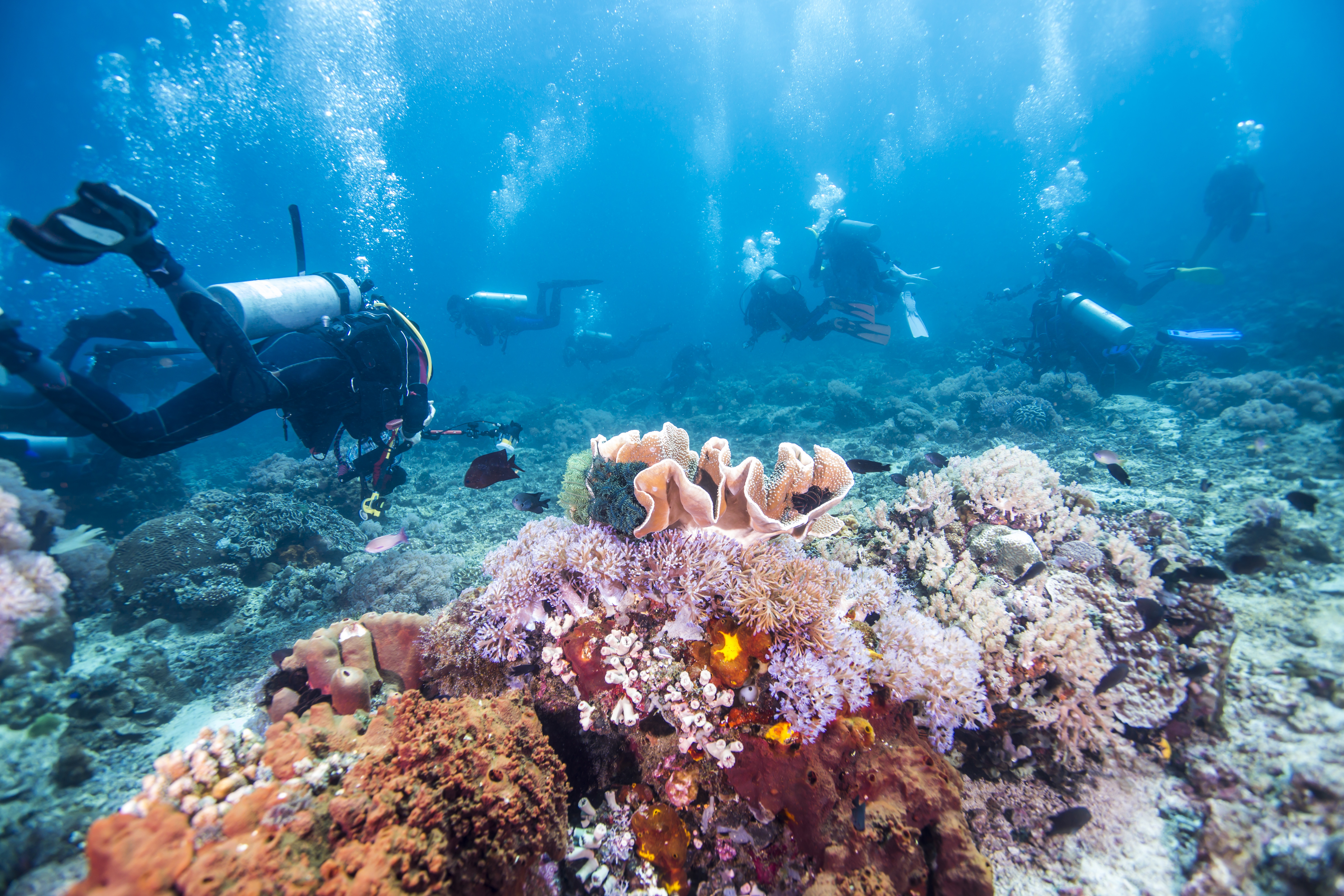 Suba divers exploring a coral reef of the north coast of Australia