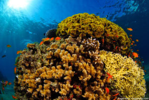 Read more about the article The Top 10 Most Beautiful Coral Reefs In The World