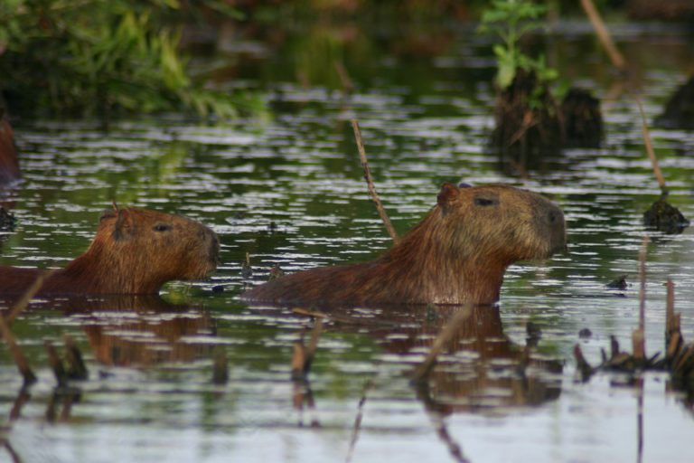 Two Capybara's wading through a river in the Amazon rainforest