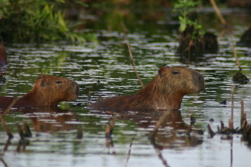 swimming capybaras